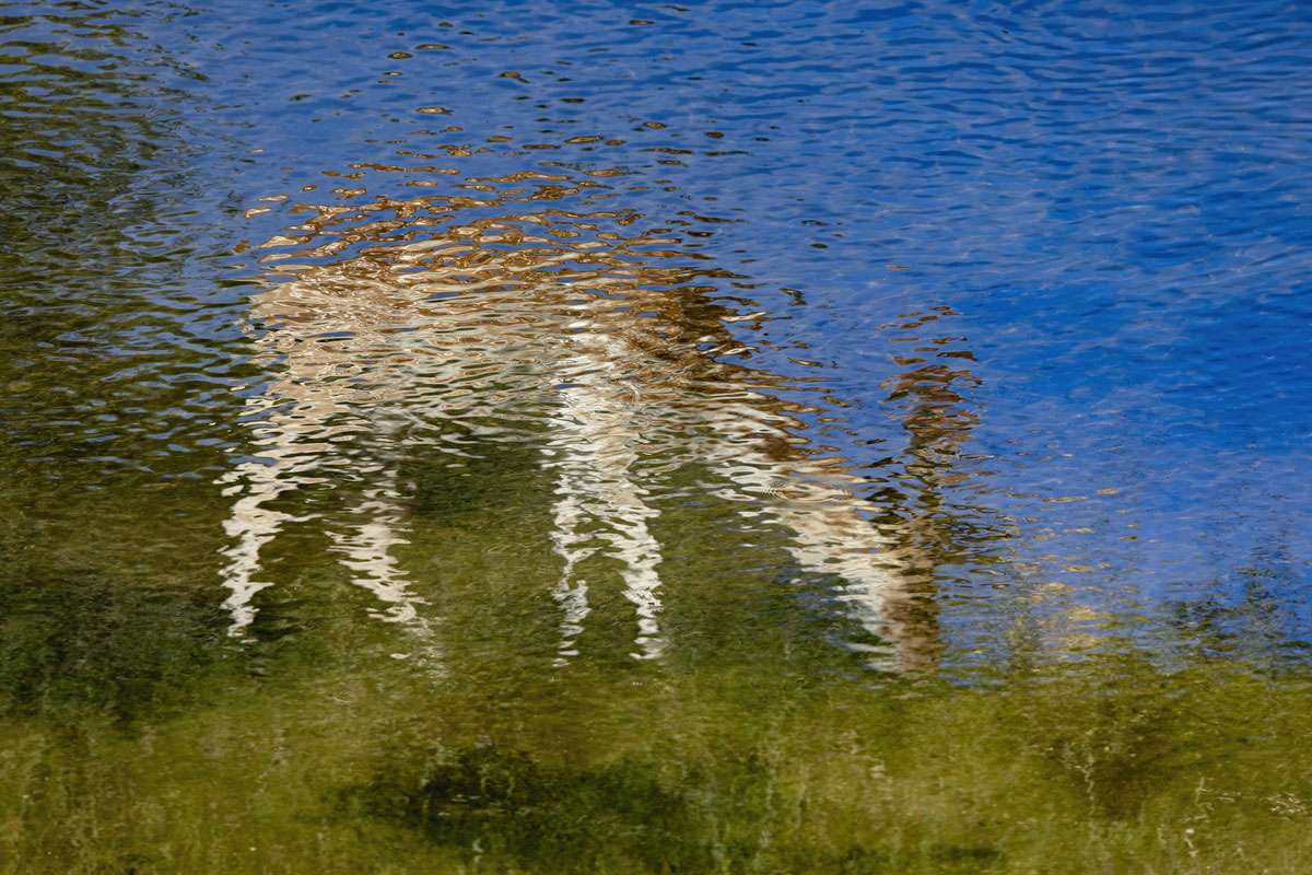 Reflexion eines Damhirschs (Dama dama) im Wasser, (c) Susanne Großnick/NABU-naturgucker.de