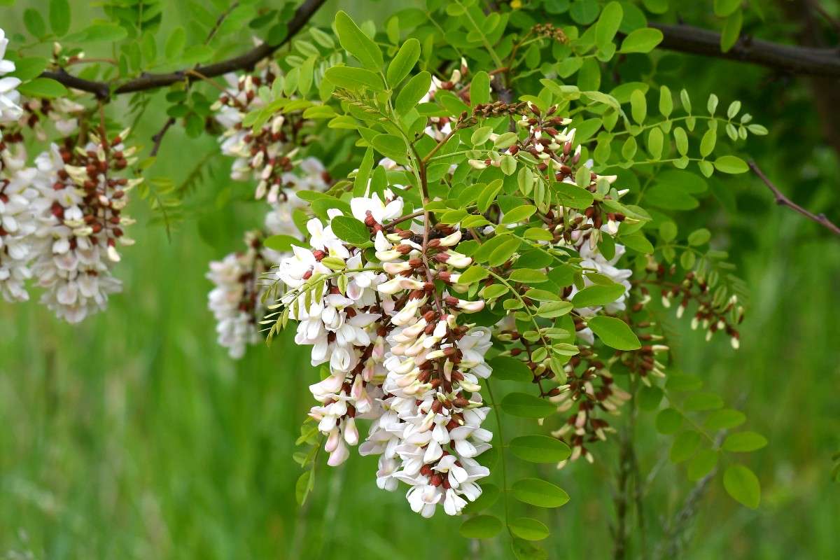 Gewöhnliche Robinie (Robinia pseudoacacia), (c) Rolf Jantz/NABU-naturgucker.de