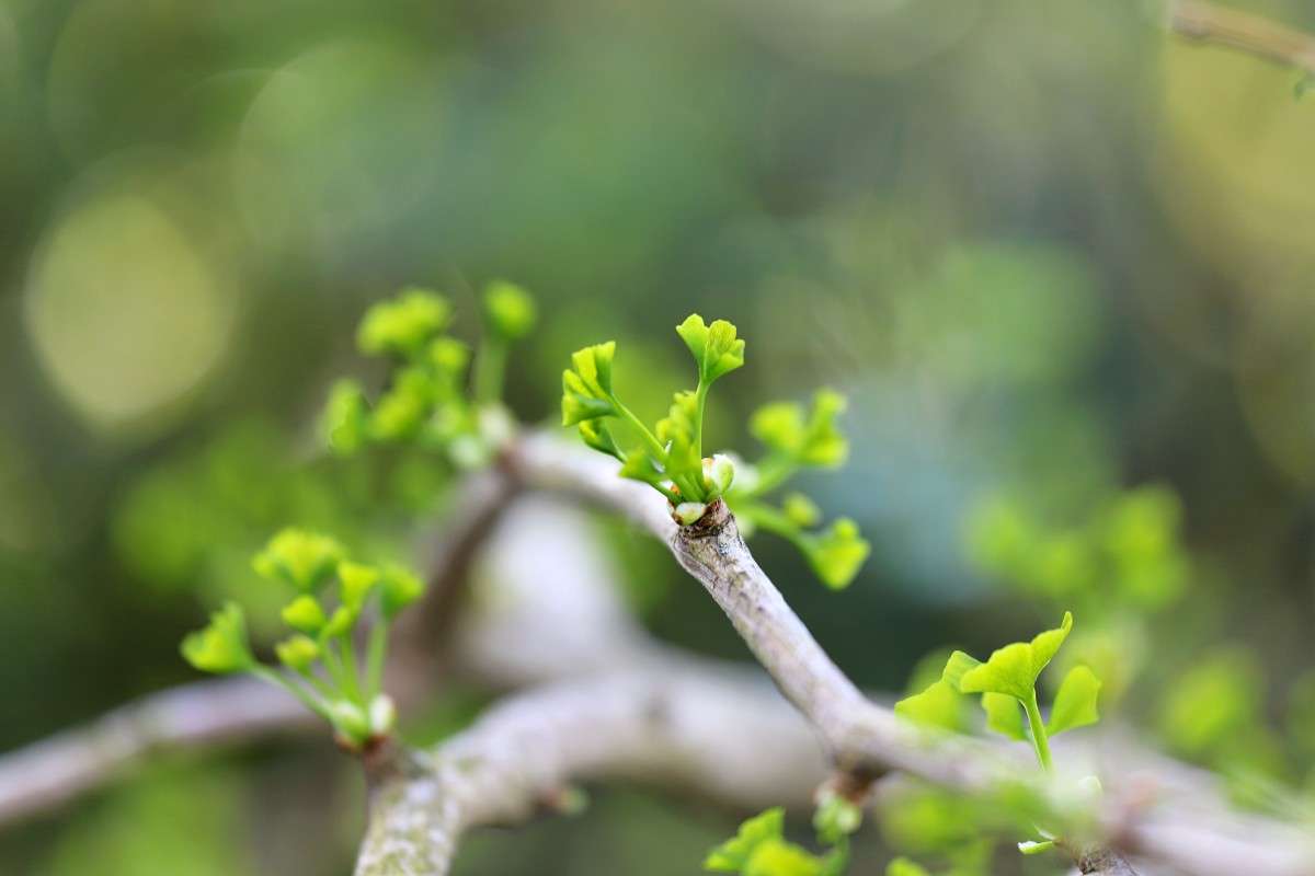 Austreibender Ginkgobaum (Ginkgo biloba), (c) Erich Drexler/NABU-naturgucker.de