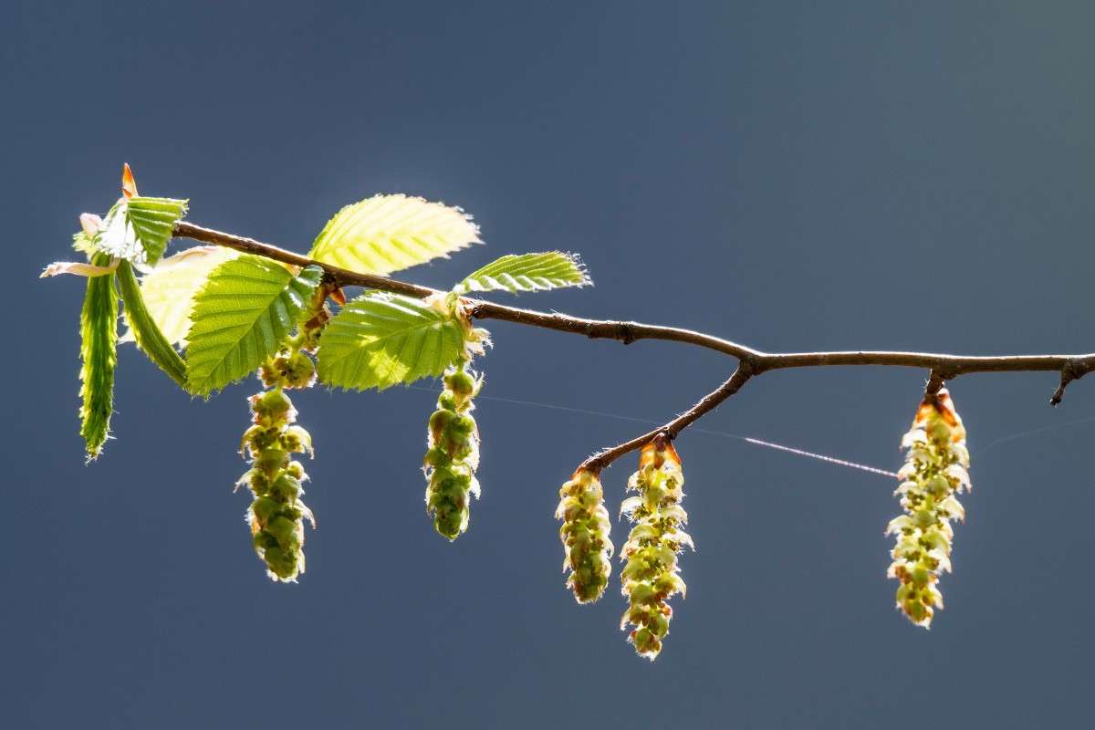 Gewöhnliche Hain-Buche (Carpinus betulus), (c) Christoph Armbruster/NABU-naturgucker.de
