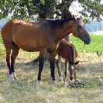Hauspferd (Equus caballus subsp. caballus), (c) Lothar Fassnacht/NABU-naturgucker.de