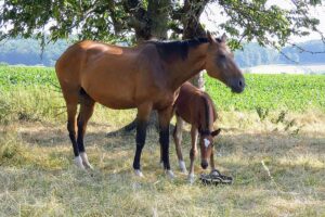 Hauspferd (Equus caballus subsp. caballus), (c) Lothar Fassnacht/NABU-naturgucker.de
