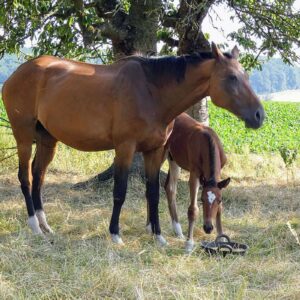 Hauspferd (Equus caballus subsp. caballus), (c) Lothar Fassnacht/NABU-naturgucker.de