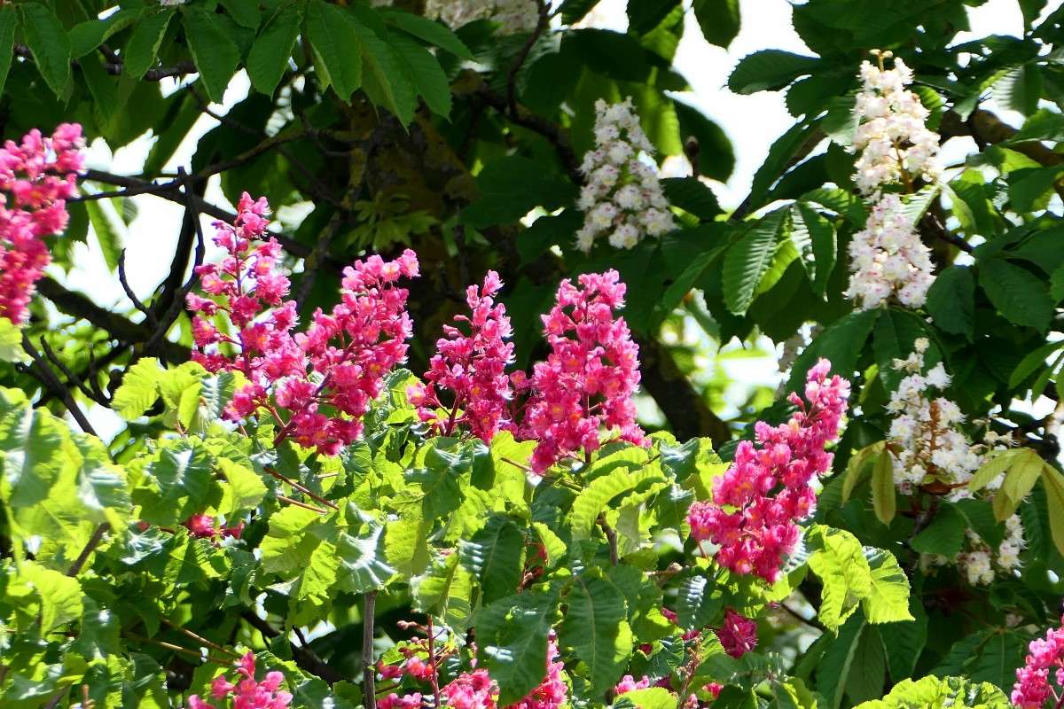 Rotblühende Rosskastanie (Aesculus x carnea) und Gewöhnliche Rosskastanie (Aesculus hippocastanum) im Hintergrund, (c) Gudrun Treiber/NABU-naturgucker.de