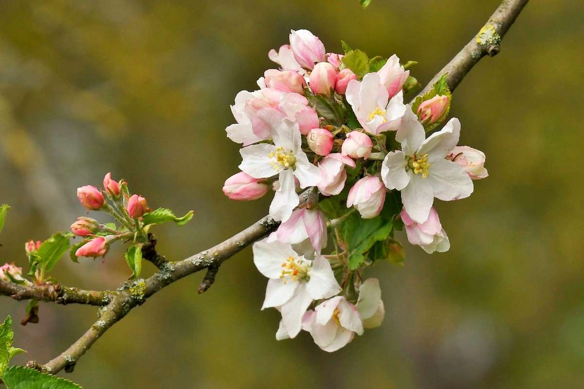 Kultur-Apfel (Malus domestica), (c) Rolf Jantz/NABU-naturgucker.de