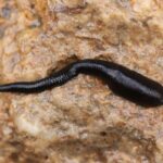 Pferdeegel (Haemopis sanguisuga), (c) Johannes Tauber/NABU-naturgucker.de