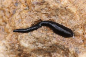 Pferdeegel (Haemopis sanguisuga), (c) Johannes Tauber/NABU-naturgucker.de