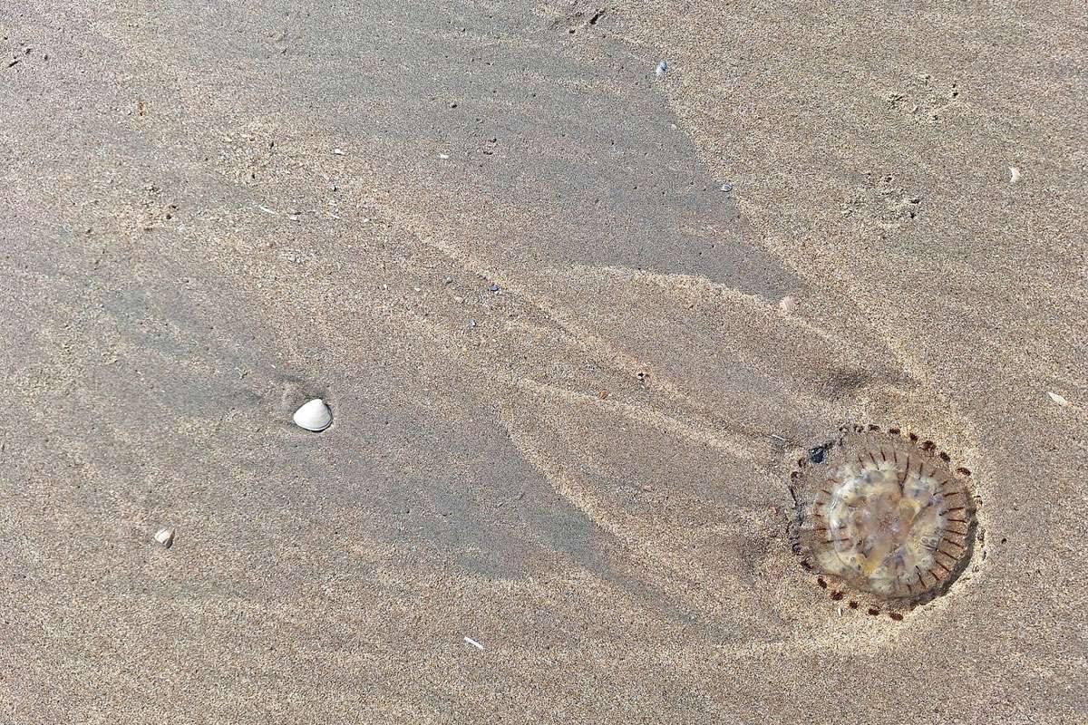 Wegen einer gestrandeten Speichen-Kompassqualle (Chrysaora fulgida) zeichnete das zurückfließende Meerwasser ein Muster in den Sand, (c) Gertrud Netrval/NABU-naturgucker.de Wegen einer gestrandeten Speichen-Kompassqualle (Chrysaora fulgida) zeichnete das zurückfließende Meerwasser ein Muster in den Sand, (c) Gertrud Netrval/NABU-naturgucker.de