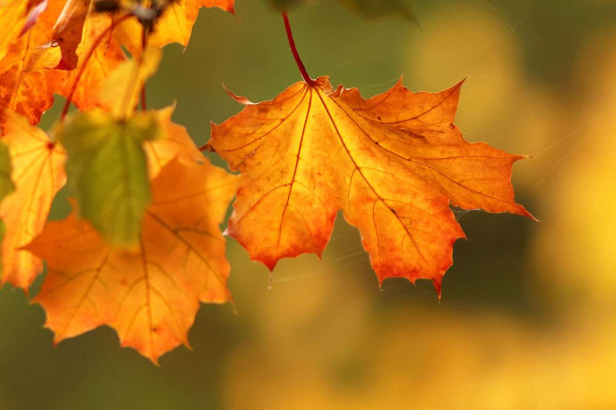 Spitz-Ahorn (Acer platanoides) im Herbst, (c) Frank Beisheim/NABU-naturgucker.de