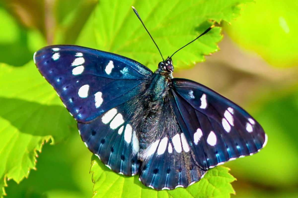 Blauschwarzer Eisvogel (Limenitis reducta), (c) Andreas Schäfferling/NABU-naturgucker.de