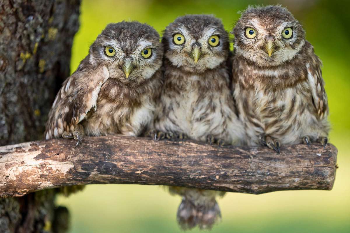 Junge Steinkäuze (Athene noctua), (c) Winfried Rusch/NABU-naturgucker.de