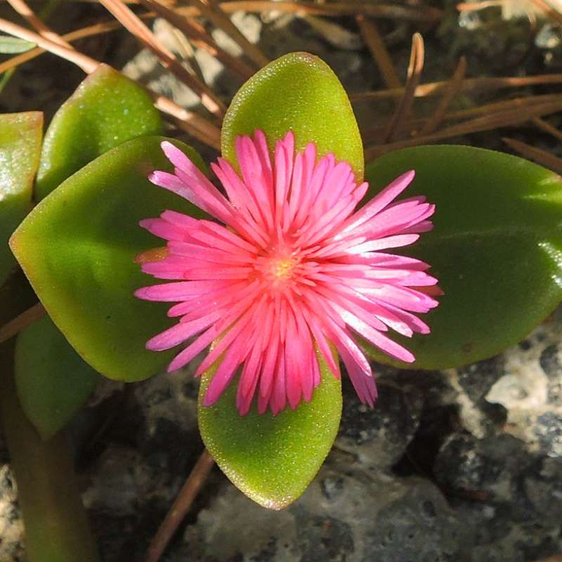 Herzbl&auml;ttrige Mittagsblume (Mesembryanthemum cordifolium), (c) Wolfgang Katz/NABU-naturgucker.de