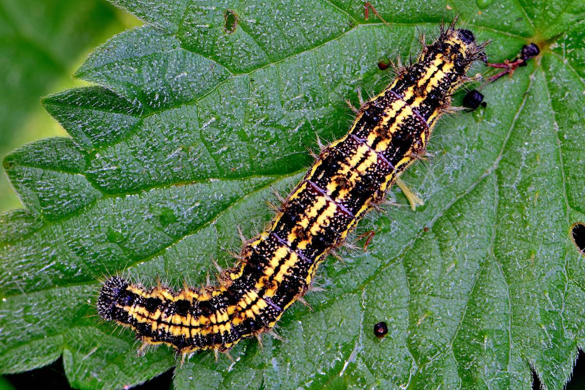 Raupe des Kleinen Fuchses (Aglais urticae), (c) Karin-Simone Hauth/NABU-naturgucker.de Raupe des Kleinen Fuchses (Aglais urticae), (c) Karin-Simone Hauth/NABU-naturgucker.de