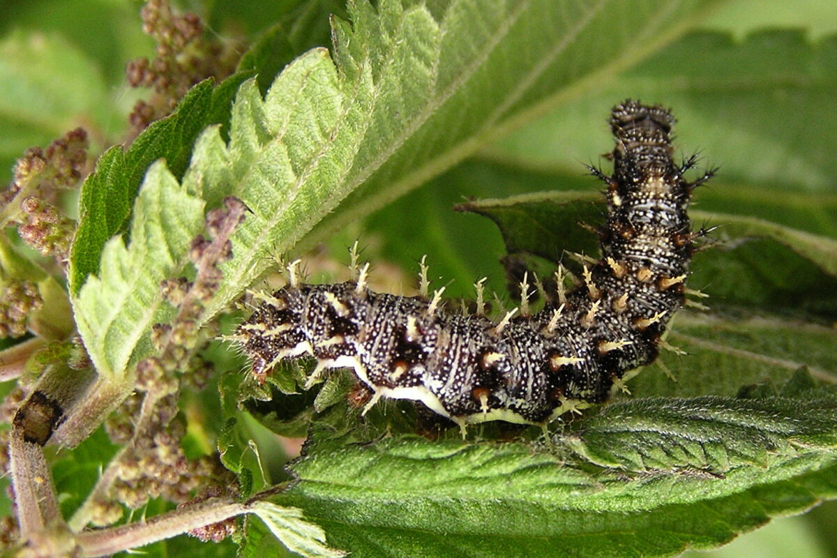 Raupe des Admirals (Vanessa atalanta), (c) Martina Möllenkamp/NABU-naturgucker.de Raupe des Admirals (Vanessa atalanta), (c) Christa Schwegmann/NABU-naturgucker.de