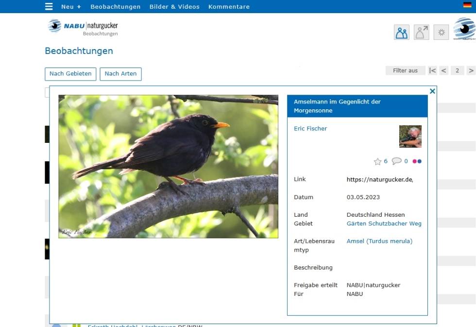 Beobachtungen aller Arten – auch der (noch) häufigen – sind auf unserem Meldeportal willkommen