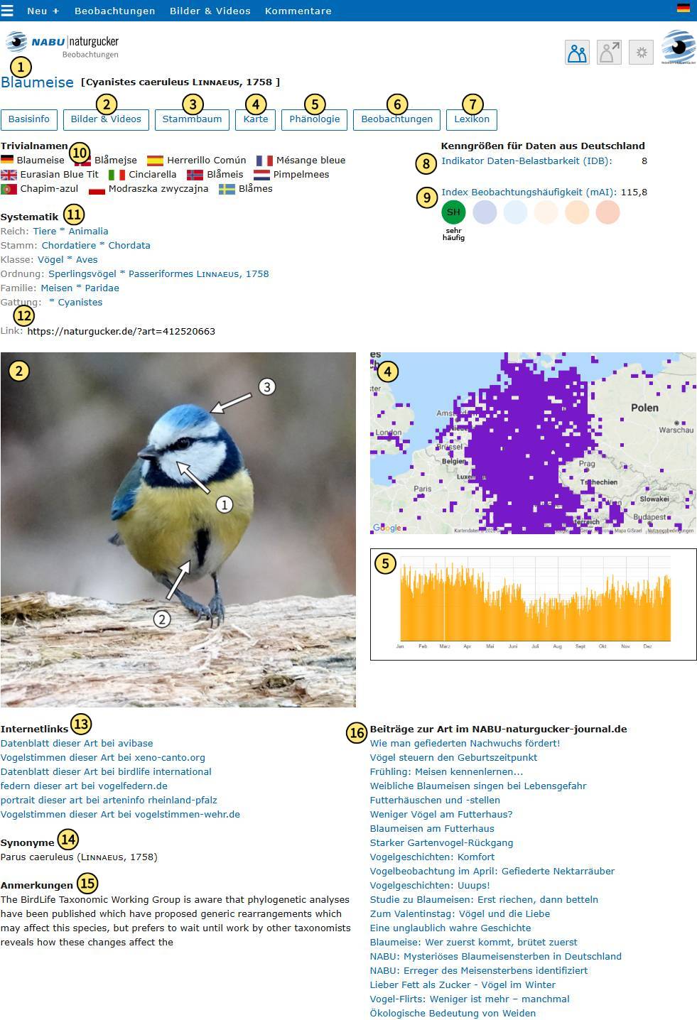 Basisinformationen in einem Artporträt auf dem Meldeportal von NABU|naturgucker