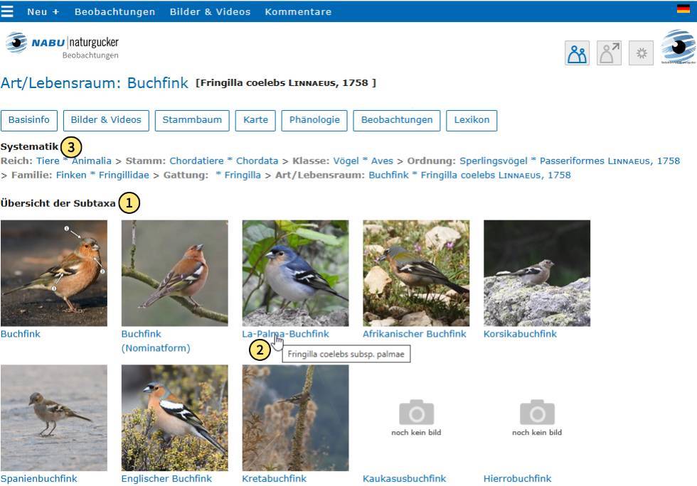 Subtaxa einer Art im Stammbaum-Bereich eines Artporträts
