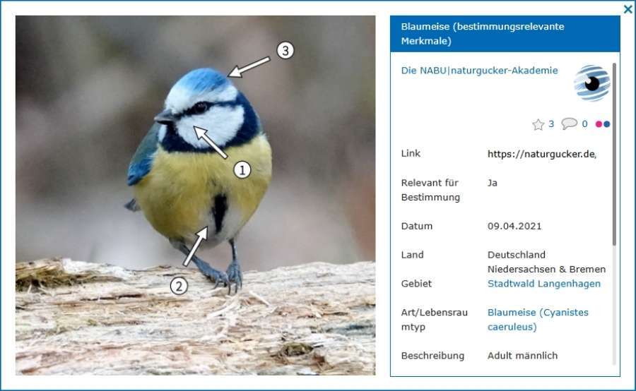Beispiel für ein ‚Pfeilbild‘