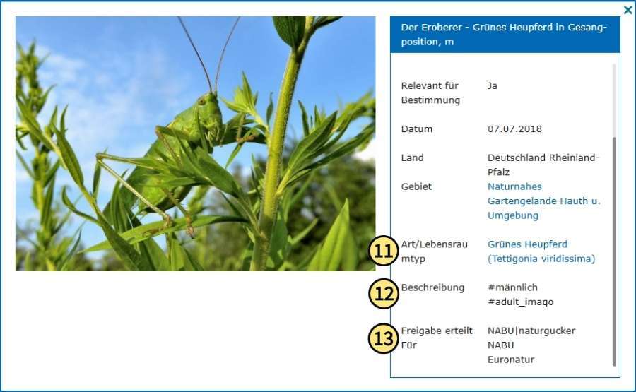 Weitere Detailangaben zu einem Bild auf dem Meldeportal von NABU|naturgucker