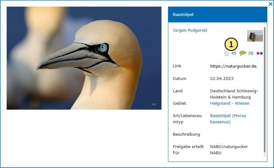 Anzeige der Anzahl der an das jeweilige Bild/Video vergebenen Bildpunkte