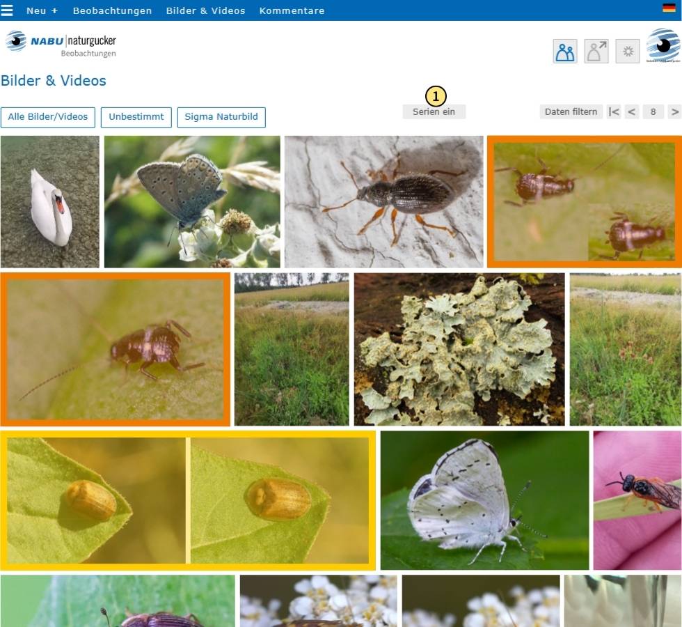 Hier sind die Bilderserien ausgeschaltet, weshalb alle Bilder in der Übersicht zu sehen sind; in diesem Beispiel ist eine Bilderserie zur Verdeutlichung orange eingefärbt und die zweite zartgelb