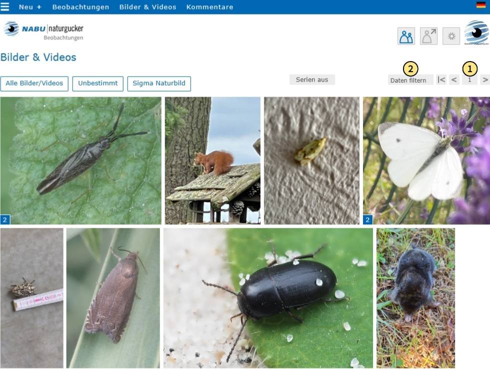 Serienfunktion bedienen, Filter aufrufen und durch die Bilder- und Videogalerie blättern