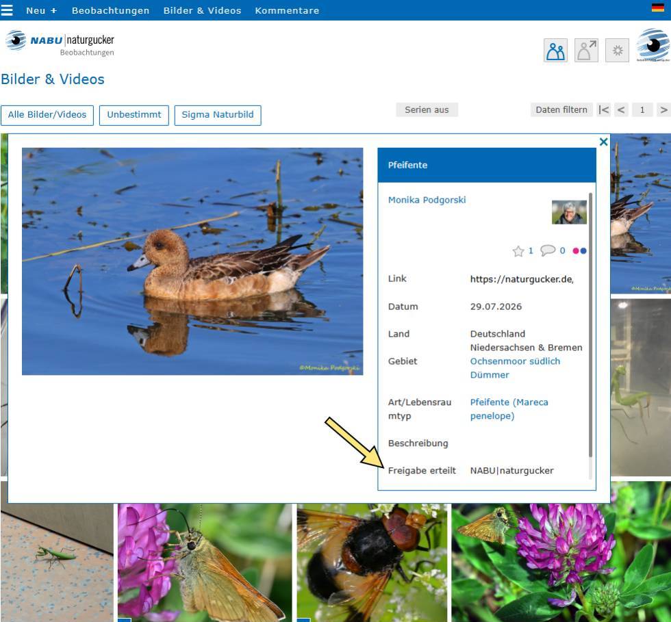 Anzeige der Freigabeeinstellungen für Bildnutzungsrechte auf dem Meldeportal von NABU|naturgucker