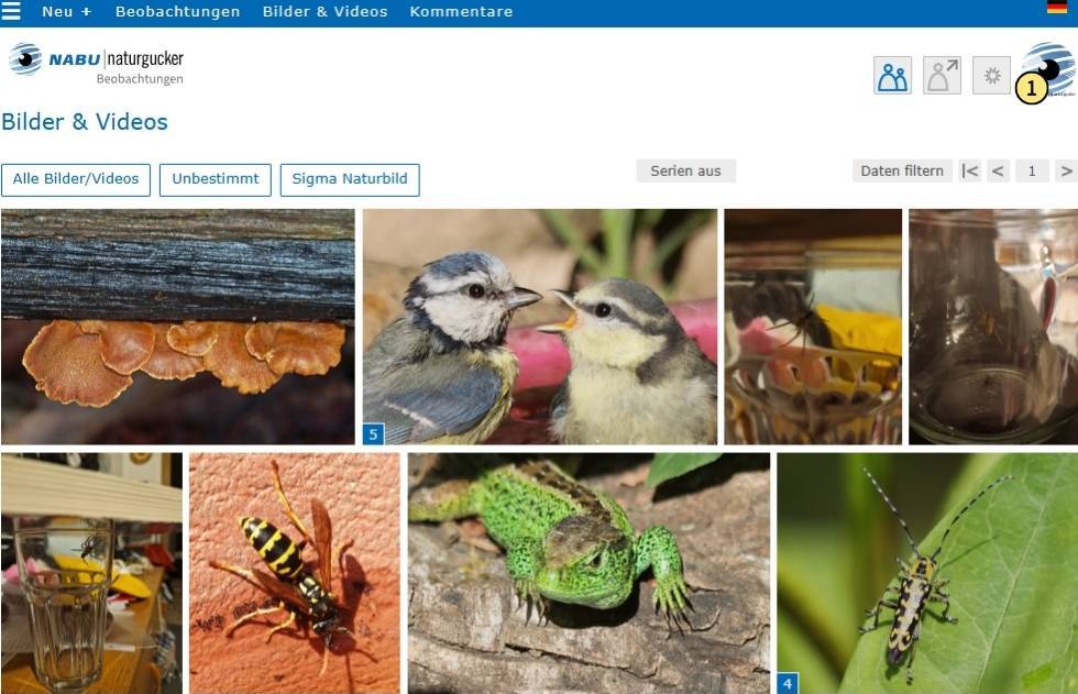 Zum Aktivieren des Filters „Nur eigene Daten“ auf das Profilbild oben rechts klicken