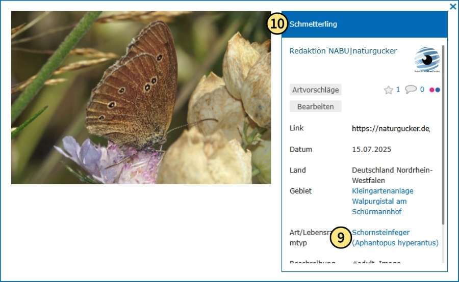 Die Art wurde zugewiesen, aber der Bildtitel wurde nicht automatisch geändert