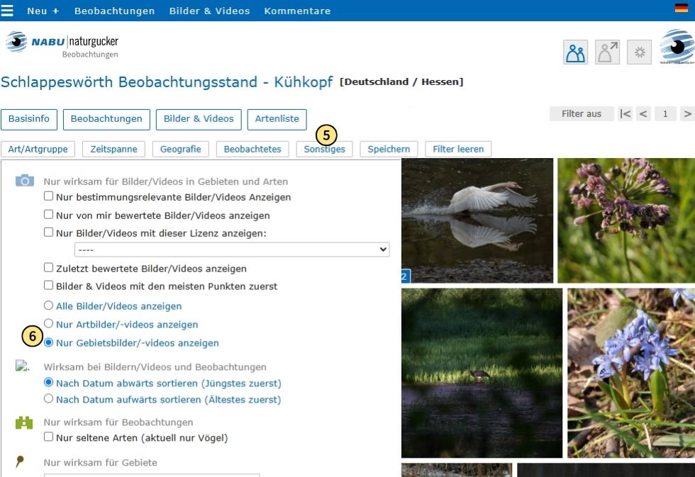Unter ‚Sonstiges‘ die Option ‚Nur Gebietsbilder/-videos anzeigen‘ auswählen