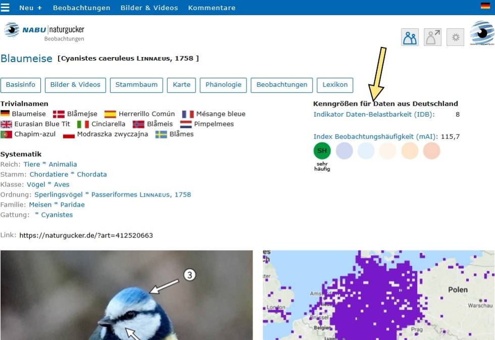Die beiden Datenkenngrößen in einem Artporträt des Meldeportals