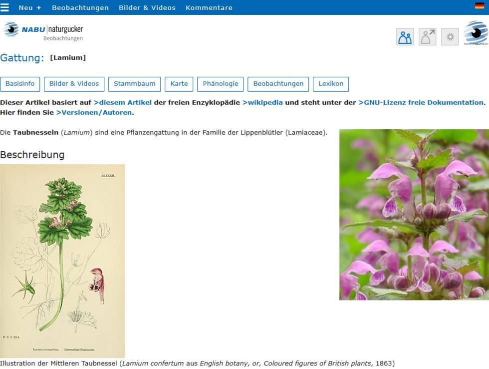 Lexikonbeitrag in einem Porträt einer Gattung auf dem Meldeportal