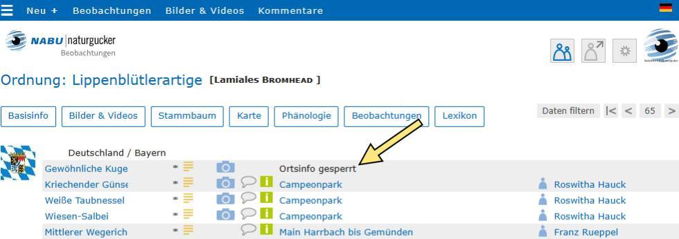 Betreffen die Beobachtungen sensible Arten, fehlen Gebiets- und Beobachter*innen-Name; stattdessen ist ‚Ortsinfo gesperrt‘ vermerkt