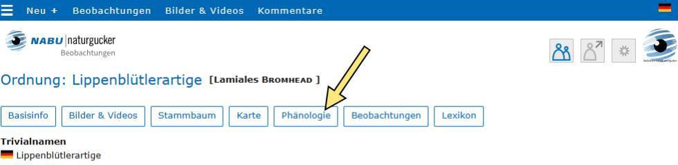 Themen-Buttons im Porträt der Ordnung Lippenblütlerartige