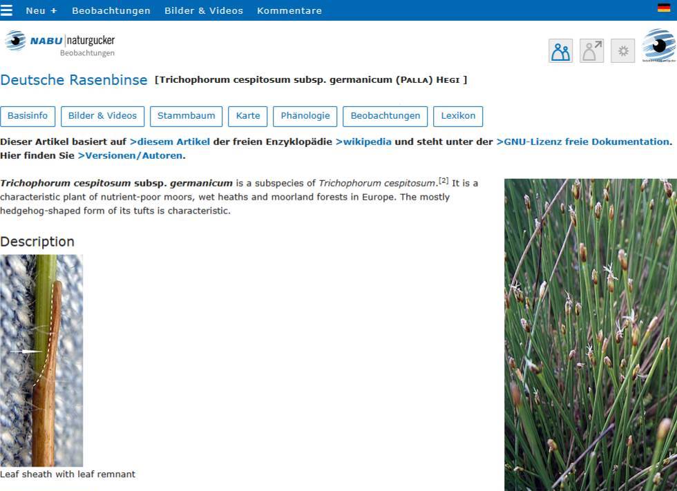 Englischer Lexikonbeitrag in einem Porträt einer Unterart auf dem Meldeportal