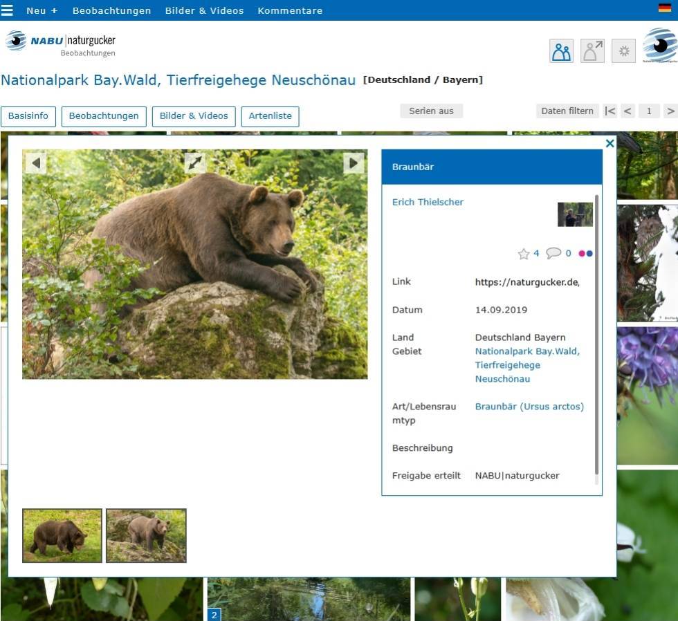 So ist es richtig: Im Tierfreigehege Neuschönau wurde am 14. September 2019 ein Braunbär fotografiert, aber es wurde keine Beobachtung der Art gemeldet