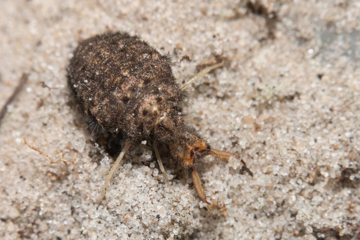 Ameisenlöwe, (c) Ulrich Sach/naturgucker.de