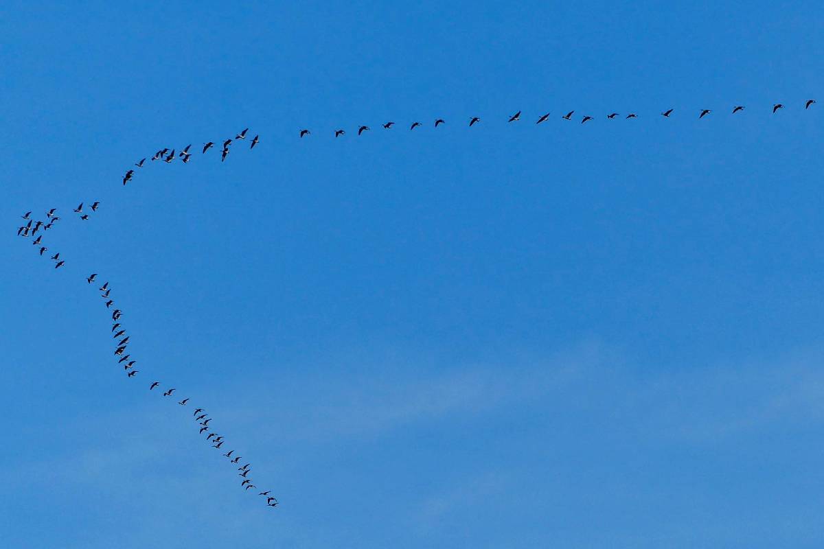 Ziehende Blässgänse, (c) Maike Sprengel-Krause/naturgucker.de