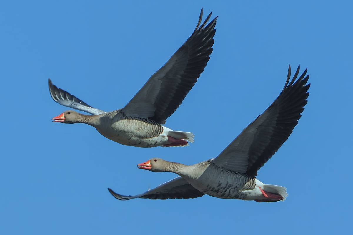 Graugänse im Flug, (c) Istvan und Sabine Palfi/naturgucker.de
