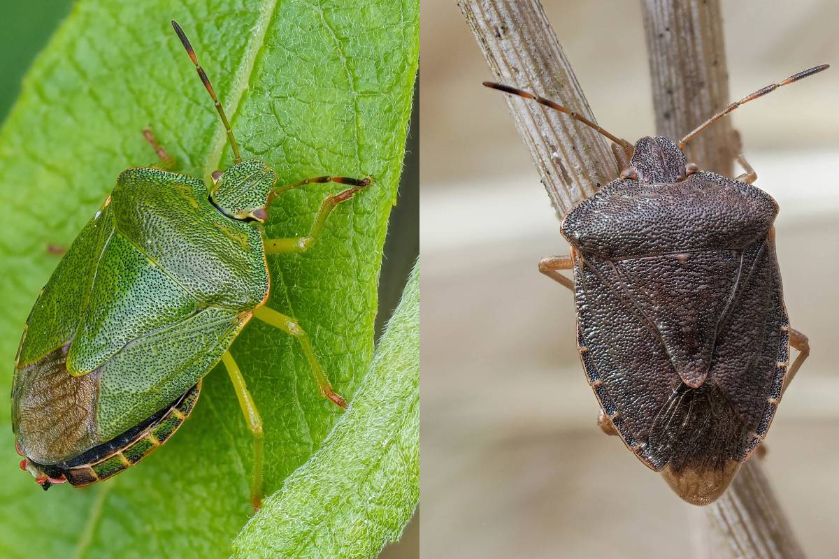 Vergleich der grünen Sommerfärbung und der braunen Winterfärbung der Grünen Stinkwanze, (c) Istvan und Sabine Palfi/naturgucker.de
