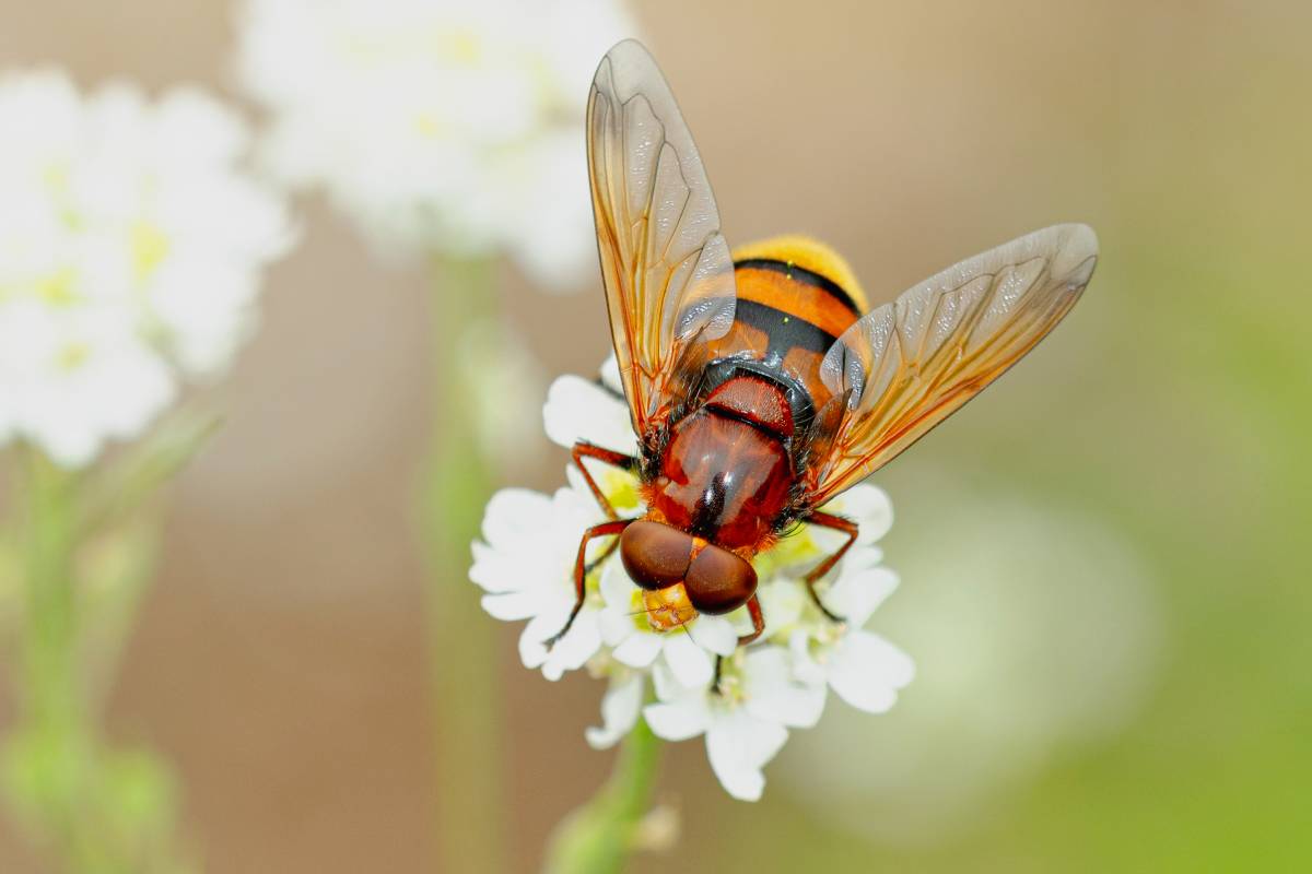 Hornissenschwebfliege, (c) Wolfgang Piepers/naturgucker.de