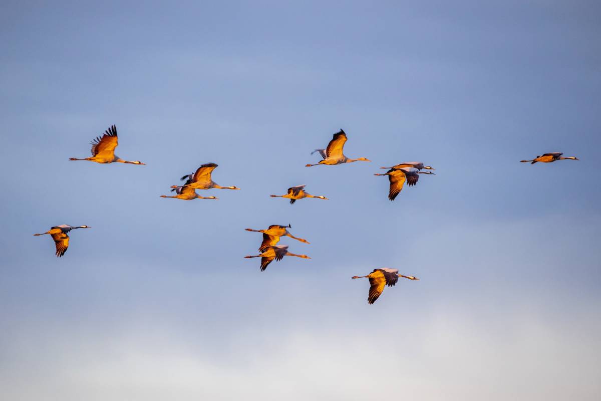 Fliegende Kraniche im Licht der Abendsonne, in der Mitte sind drei Jungkraniche zu sehen, (c) Carsten Sekula/naturgucker.de