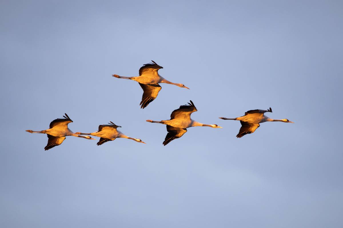 Vier Altvögel und ein Jungkranich (oben) im Flug, (c) Carsten Sekula/naturgucker.de