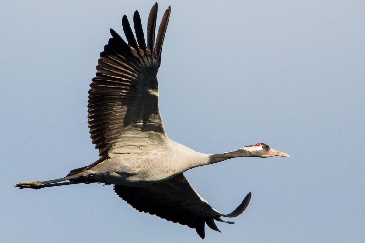 Erwachsener Kranich im Flug, (c) Matthias Entelmann/naturgucker.de