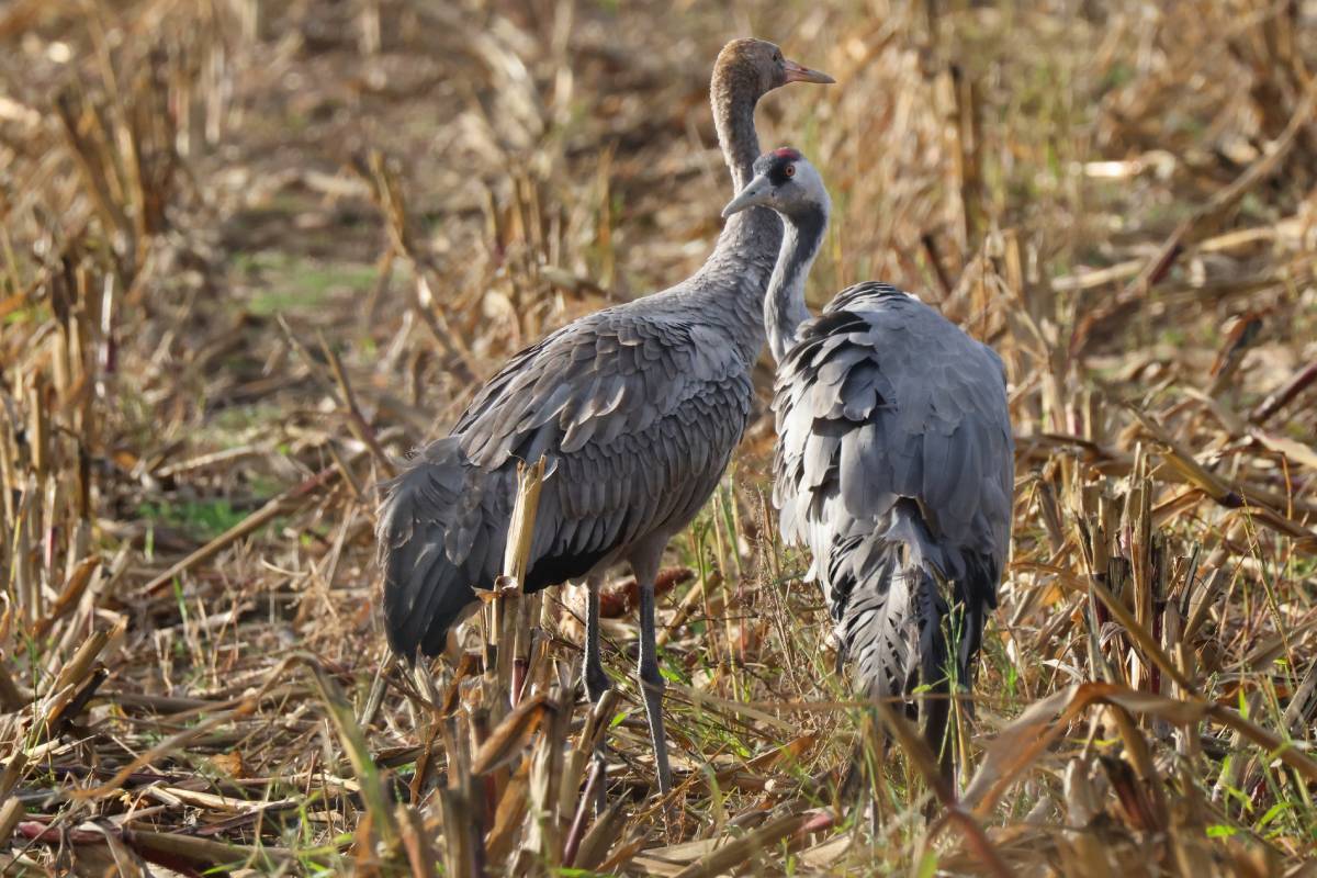 Ein Jungkranich (links) und ein Altvogel auf einem Feld, (c) Rainer Ziebarth/naturgucker.de