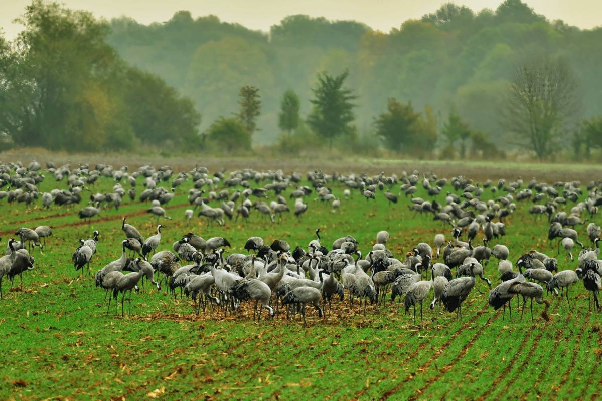 Rastende Kraniche im Herbst – auf dem Feld mischen sich Jung und Alt, (c) Roland Fischer/naturgucker.de
