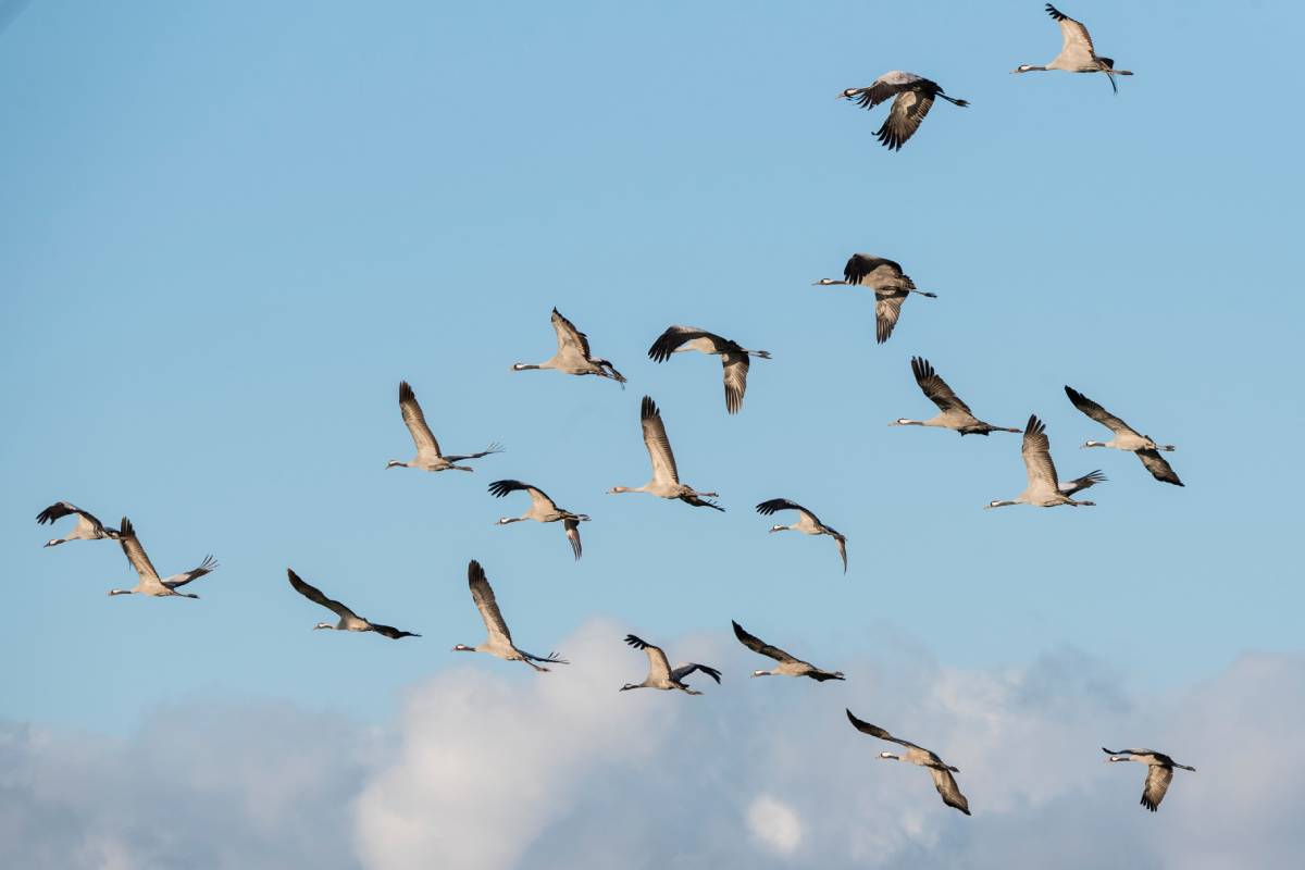 Kraniche im Flug, (c) Jens Feuerstein/naturgucker.de