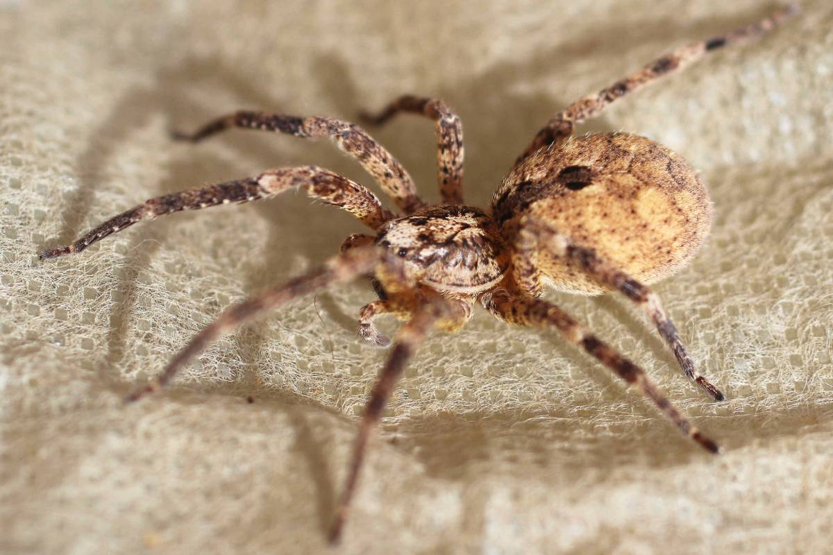 Weibliche Nosferatu-Spinne (Zoropsis spinimana), (c) Anne Buck/NABU-naturgucker.de