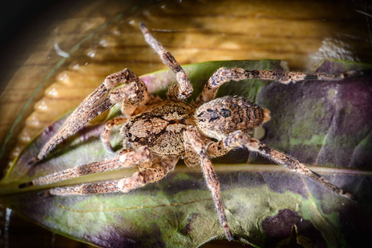 Weibliche Nosferatu-Spinne, (c) Frank Lepper/naturgucker.de