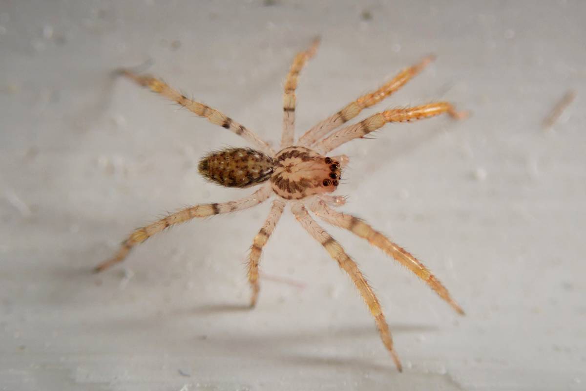 Jungtier der Nosferatu-Spinne, (c) Jan Hoffmann/naturgucker.de